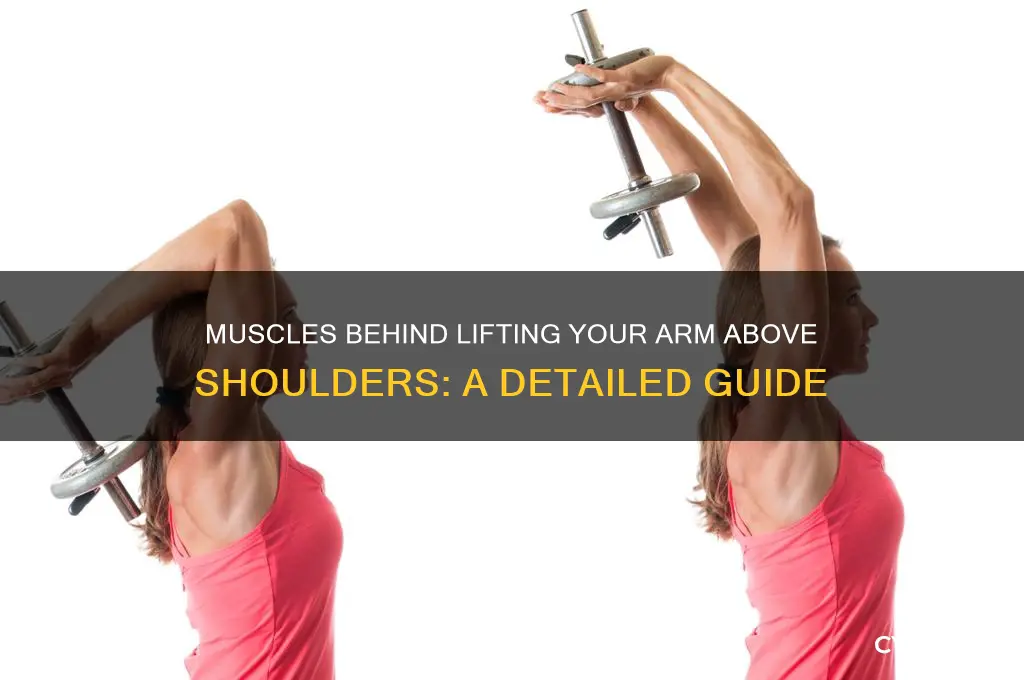 what muscles control lifting your arm above your shoulders
