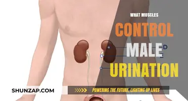 How Muscles Control Male Urination