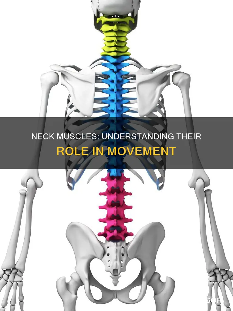 what muscles control neck movement