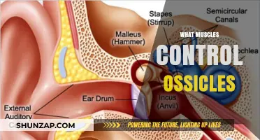 How Muscles Control the Tiny Ossicle Bones