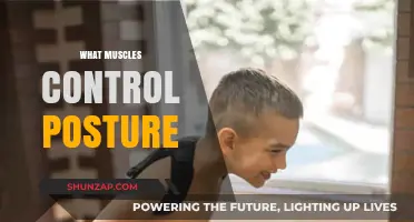 Posture: Muscles That Keep Us Upright