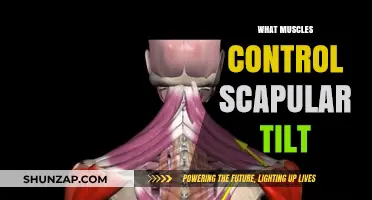 Understanding the Muscles Behind Scapular Tilt