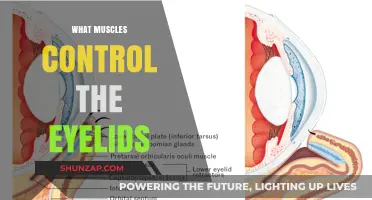 Mastering Eyelid Muscles: Understanding Oculomotor Functions