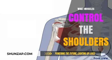 Shoulder Muscles: Understanding the Power Players