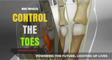 Toes and Their Muscles: Flexors and Extensors