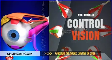 How Eye Muscles Affect Your Vision