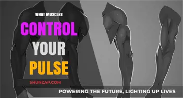 Pulse and Muscles: The Heart's Electrical Team