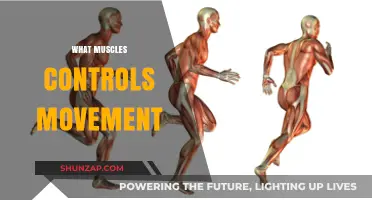 How Muscles Move You: Understanding Muscle Movement