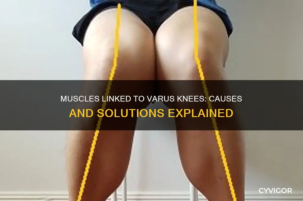what muscles could cause varus knees