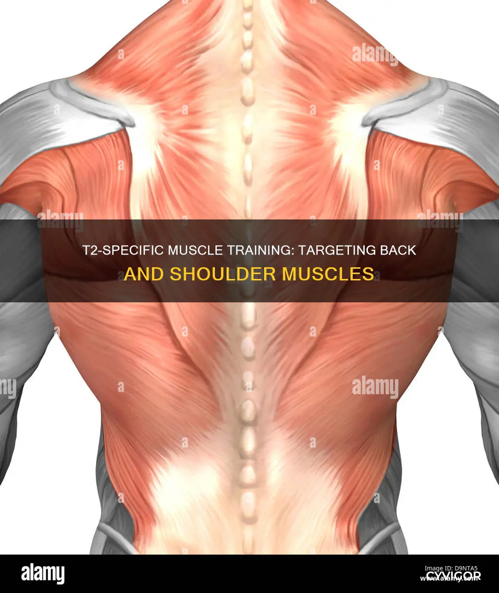 what muscles cover t2