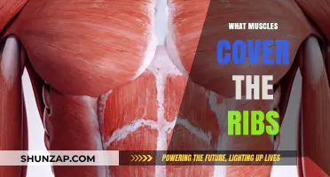 Muscles Protecting Your Ribs: A Comprehensive Guide