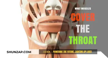 Protecting the Throat: Muscles and Their Functions