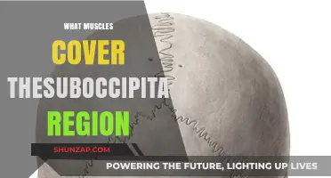 Unlocking the Suboccipital Region: Muscles and Their Functions