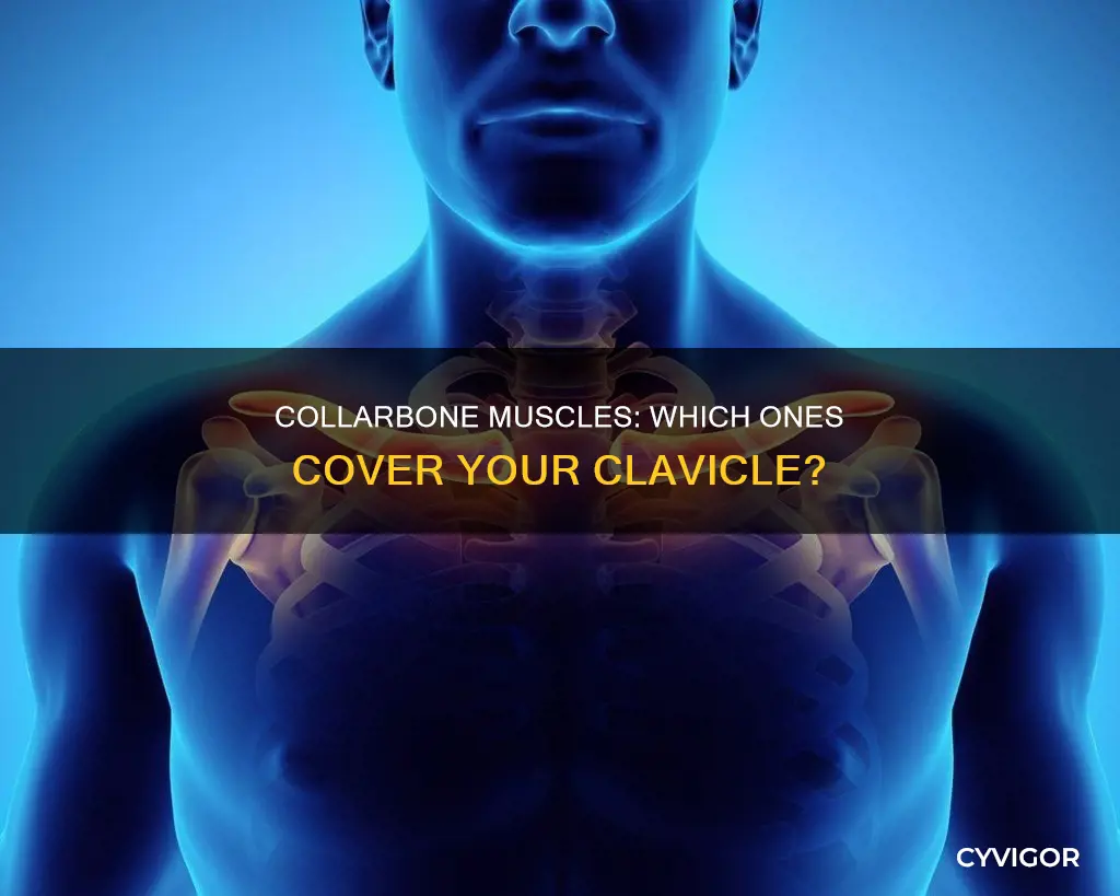 what muscles cover your collarbone
