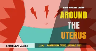 Understanding Uterine Cramps: Which Muscles Are Involved?