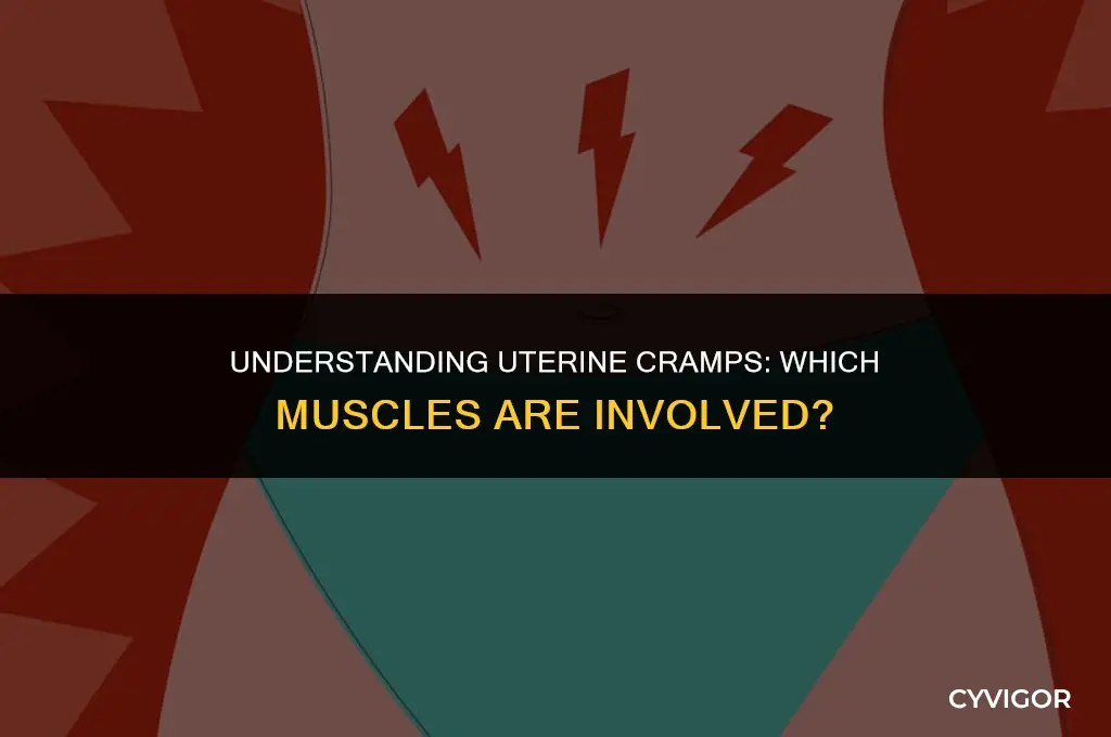 what muscles cramp around the uterus