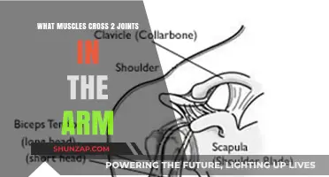Muscles Spanning Two Joints in the Arm: Anatomy and Function