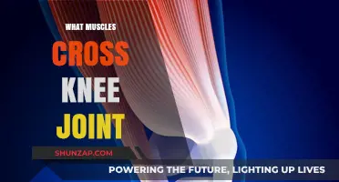 Knee Joint Muscles: Flexors and Extensors