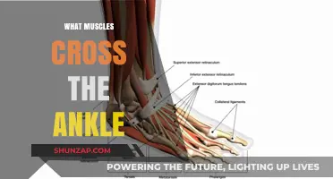 Ankle Muscles: Understanding the Key Players