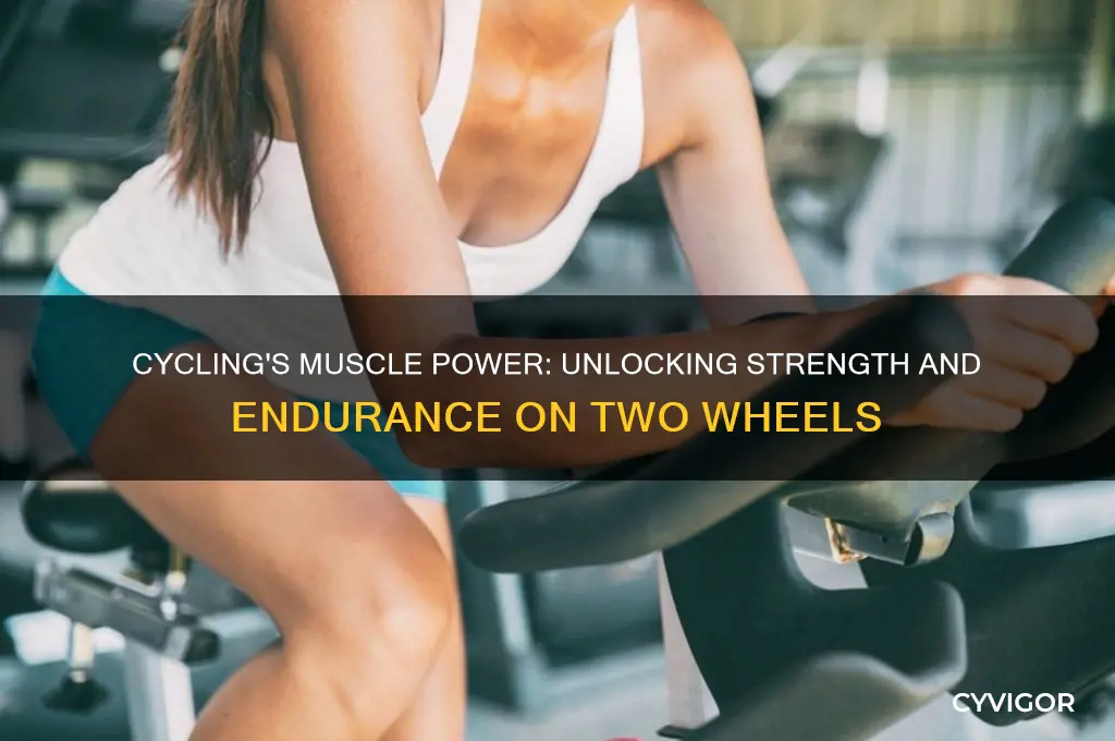 what muscles cycling work