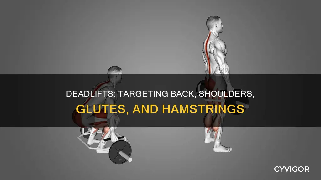 what muscles deadlift target