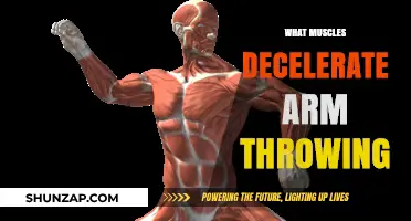 Muscles That Control Arm Deceleration During Throwing: A Breakdown