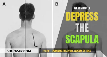 Muscles Responsible for Depressing the Scapula: Know Them All