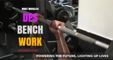 Bench Press Muscles: Targeted Groups and Effective Workout Benefits