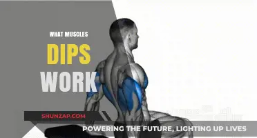 Dips Workout: Targeted Muscles and Strength Benefits Explained