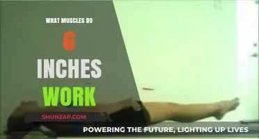 Unveiling the Muscles Engaged by Six-Inch Leg Raises