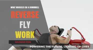 Dumbbell Reverse Fly: Targeted Muscles and Benefits Explained