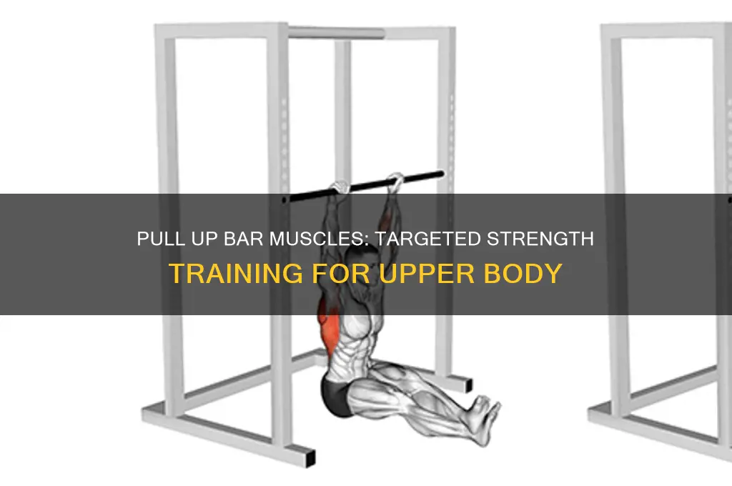 what muscles do a pull up bar work