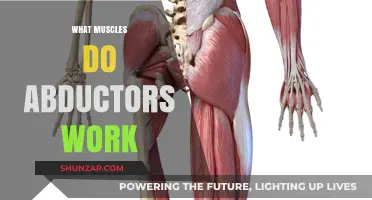 Abductors Unveiled: Muscles Targeted and Strengthened by Abduction Exercises