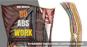 Unveiling the Core: Muscles Engaged During Abdominal Workouts Explained