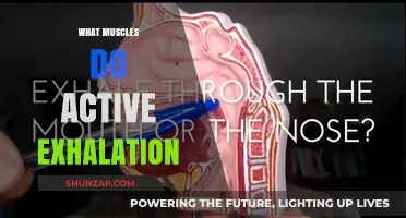 Breathing and Your Body: Muscles for Active Exhalation