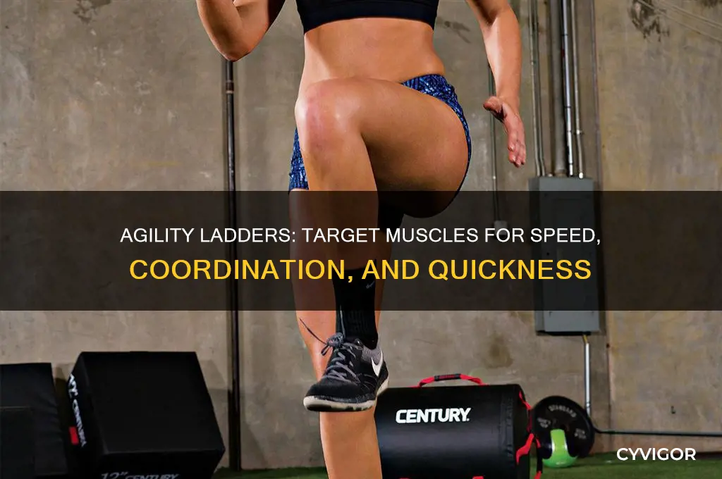 what muscles do agility ladders work