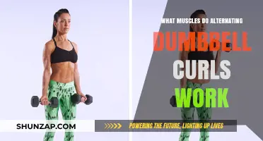 Alternating Dumbbell Curls: Targeted Muscles and Workout Benefits Explained