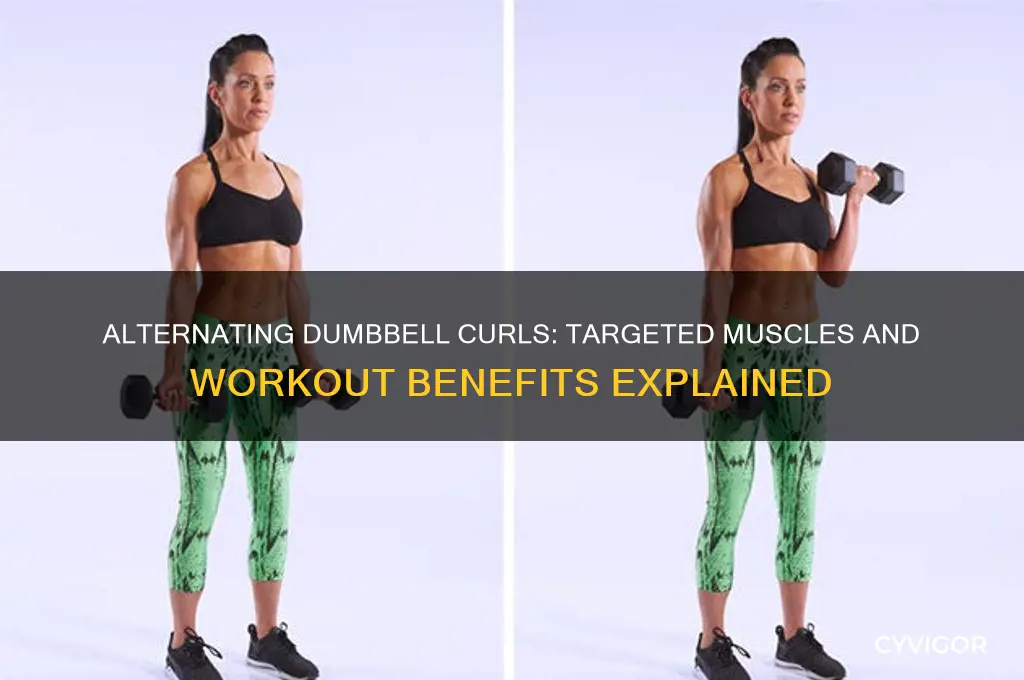 what muscles do alternating dumbbell curls work