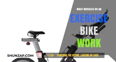 Pedal Power: Muscles Targeted by Exercise Bike Workouts
