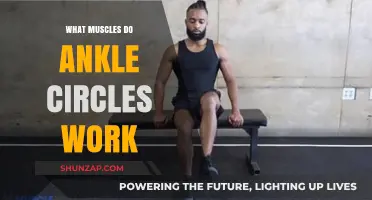 Ankle Circles: Targeted Muscles and Benefits for Strength and Flexibility