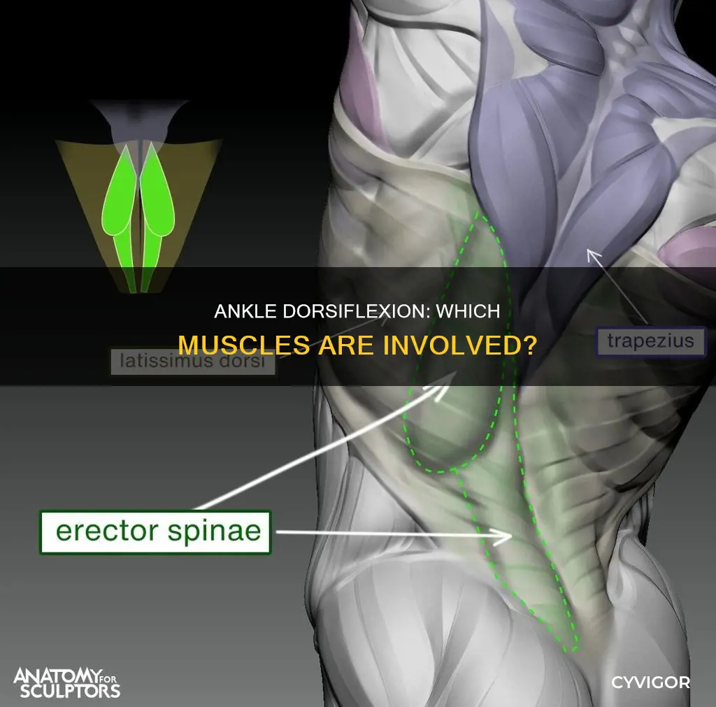 what muscles do ankle dorsiflexion