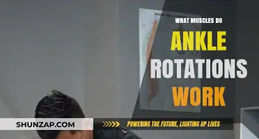 Ankle Rotations: Targeted Muscles and Benefits for Lower Body Strength