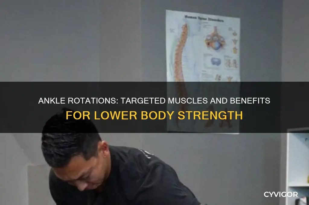 what muscles do ankle rotations work
