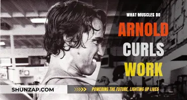 Arnold Curls: Targeted Muscles and Benefits for Stronger Arms