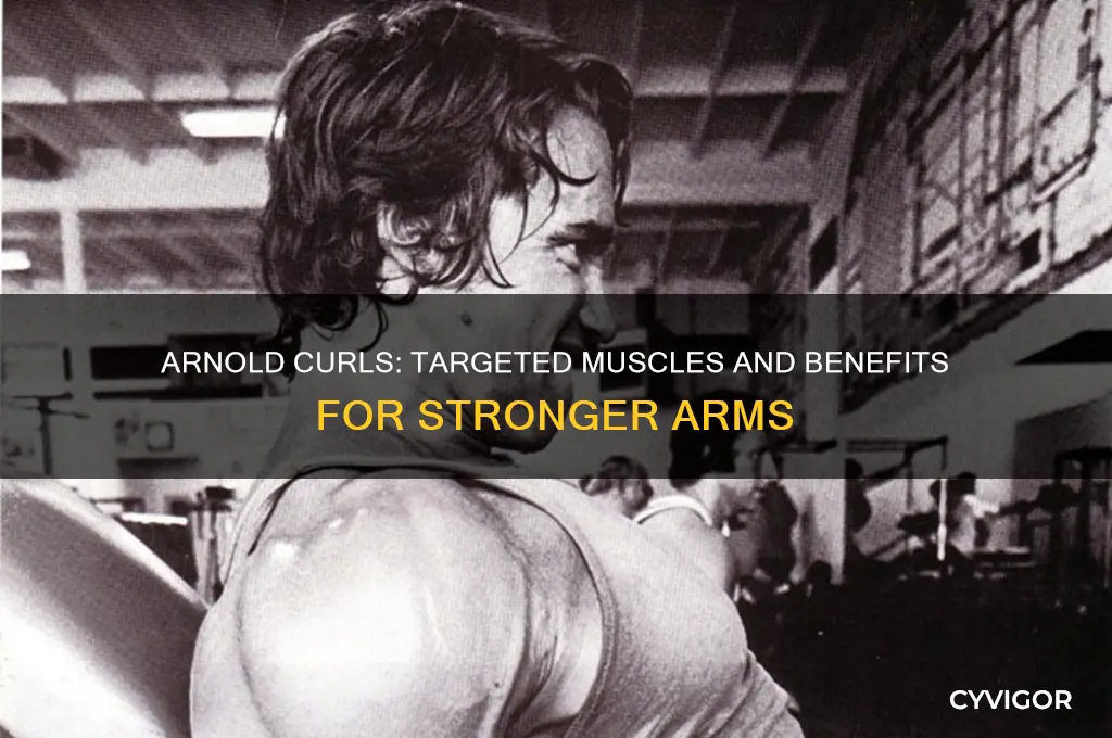 what muscles do arnold curls work