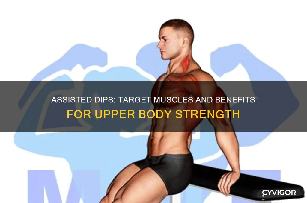 what muscles do assisted dips work