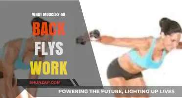 Back Flys: Targeted Muscles and Benefits for Strength Training