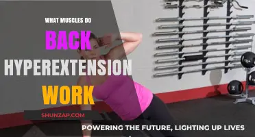 Back Hyperextensions: Targeted Muscles and Strength Benefits Explained