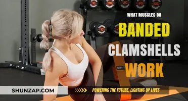 Banded Clamshells: Targeted Muscles for Stronger Hips and Glutes