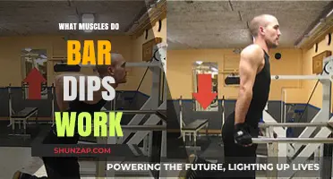 Bar Dips: Targeted Muscles and Benefits for Upper Body Strength